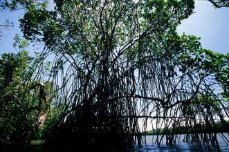 Origin-of-Mangroves-image